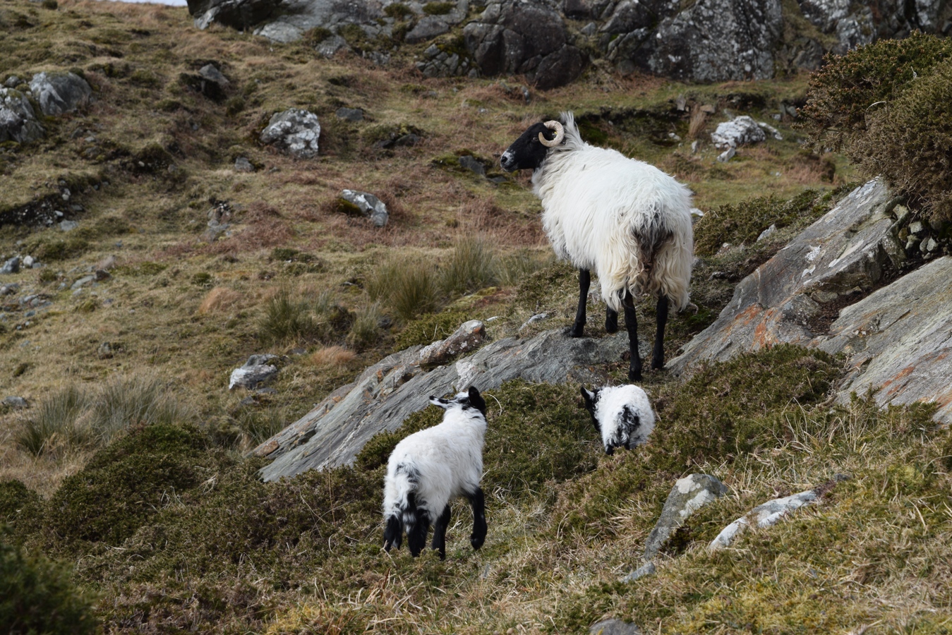 The ultimate 1 week road trip itinerary for Ireland | The Cheerful Wanderer