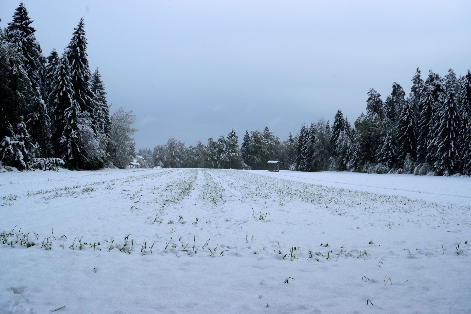 Snowy postcards from Slovenia | The Cheerful Wanderer