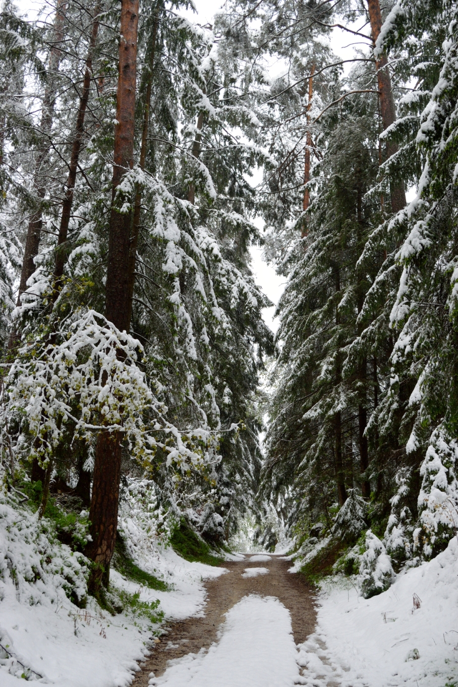 Snowy postcards from Slovenia | The Cheerful Wanderer