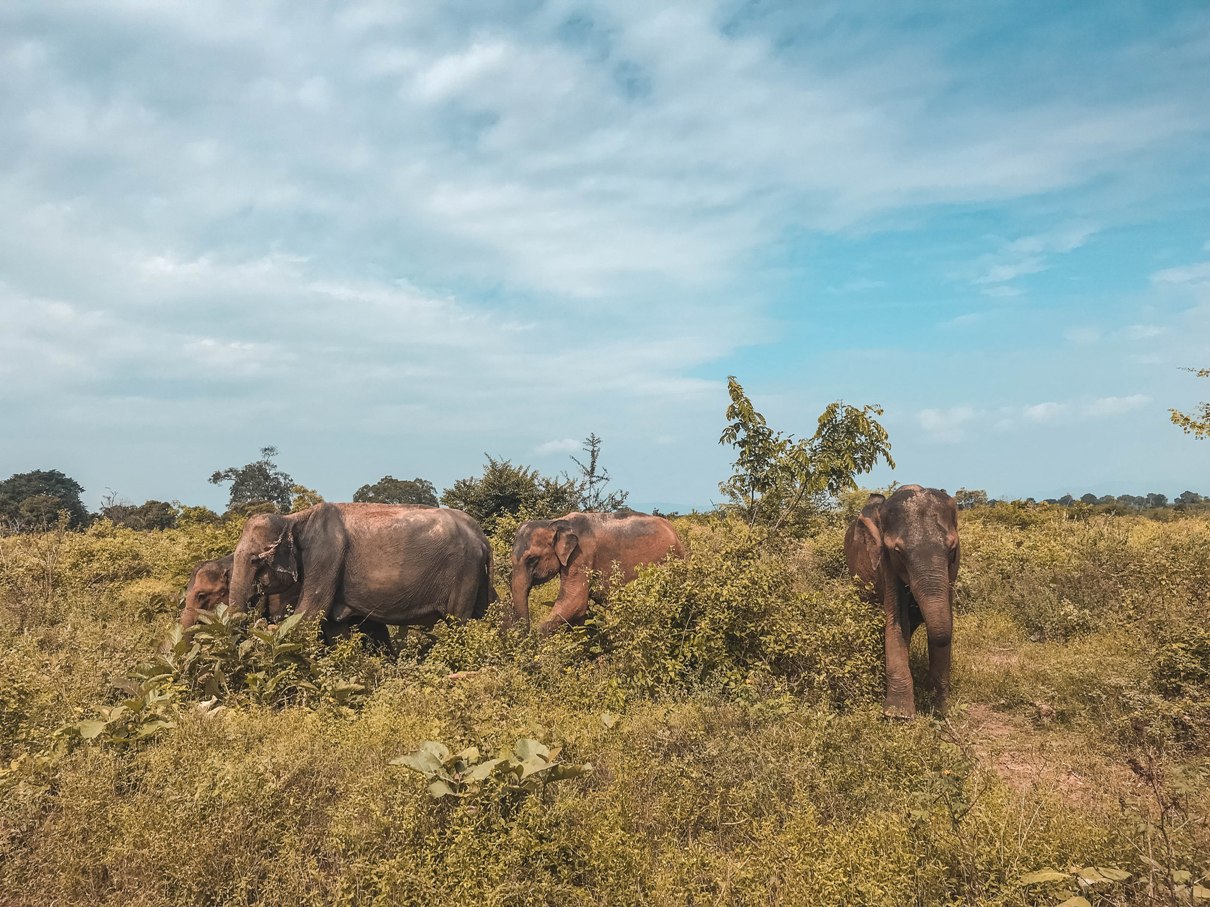 How expensive is Sri Lanka? | The Cheerful Wanderer